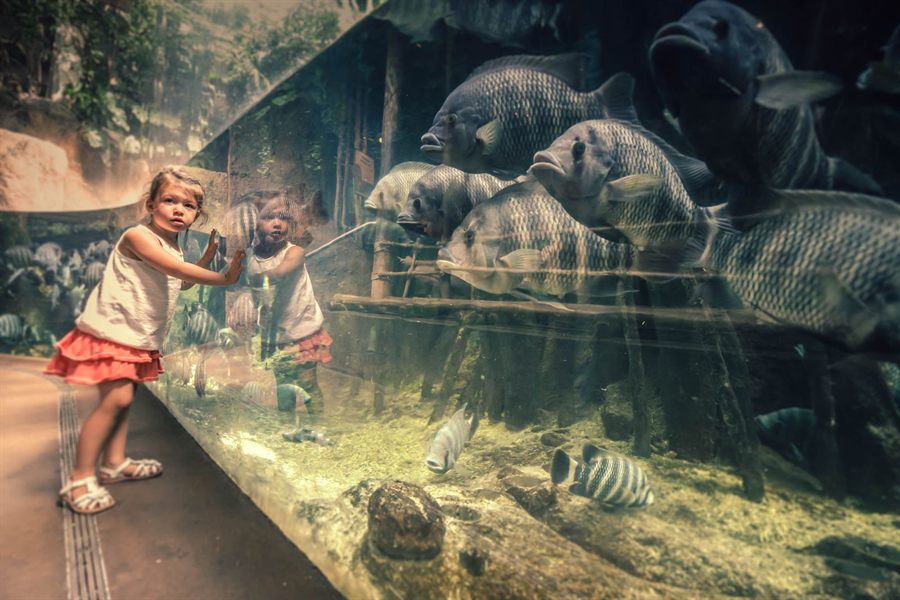 Child at an aquarium tank